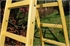 Woodland Ladder Standard 2X5 Rung Woodland の画像