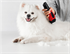 Picture of Smart Pet Hair Clipper Advanced Edition Home Professional Grade Hair Clipper