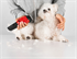 Image de Pet Grooming Smart Pet Hair Clipper-EASY Version Professional Grade Hair Clipper