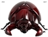 Image de 4-Channel Mini R/C Cartoon Stag Beetle