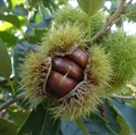 Picture of Fresh Chestnuts