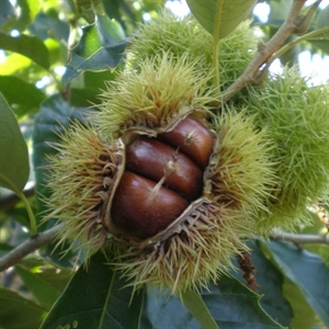 Picture of Fresh Chestnuts