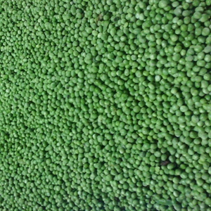 Изображение Frozen Green Peas
